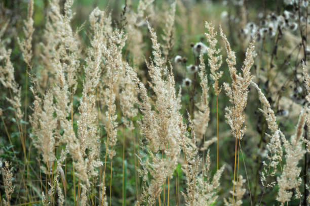 istock Dry grass in the meadow on a summer evening close-up 1179716504