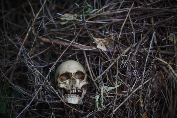 istock Human skull in the dry grass close-up. 1179716767