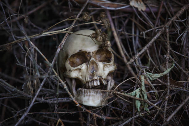 istock Human skull in the dry grass close-up. 1179716785