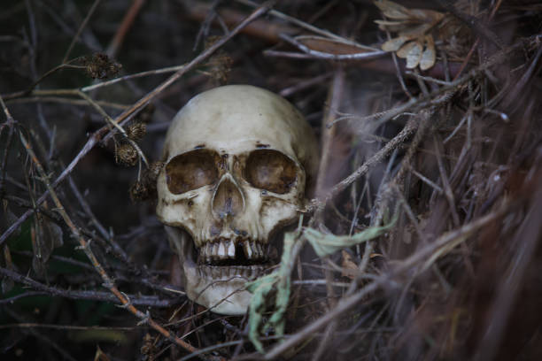 istock Human skull in the dry grass close-up. 1179716806