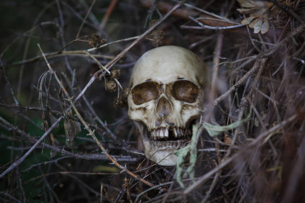istock Human skull in the dry grass close-up. 1179716817
