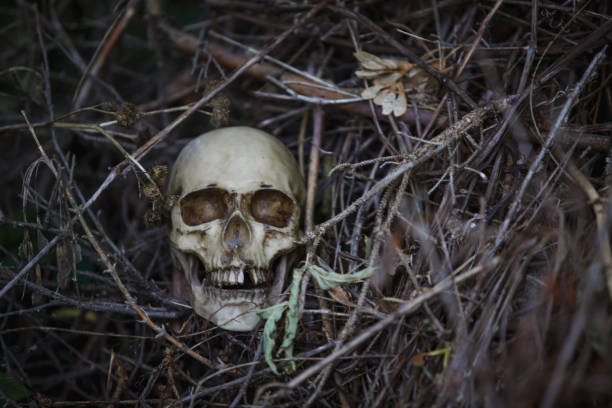 istock Human skull in the dry grass close-up. 1179716819