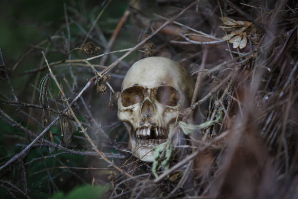 istock Human skull in the dry grass close-up. 1179716824