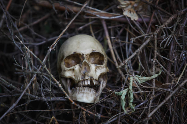 istock Human skull in the dry grass close-up. 1179716838