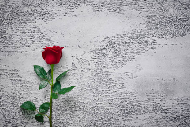 istock Red roses on a light textured background. Place for text, top view 1179718300