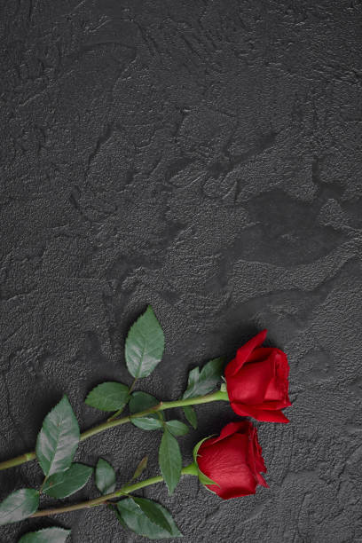 istock Two red roses on a dark, black textured background. Space for text. 1179718301