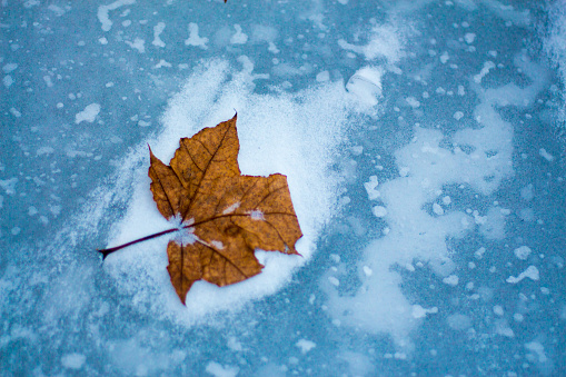 maple leaf fell to the surface of the frozen lake and stuck