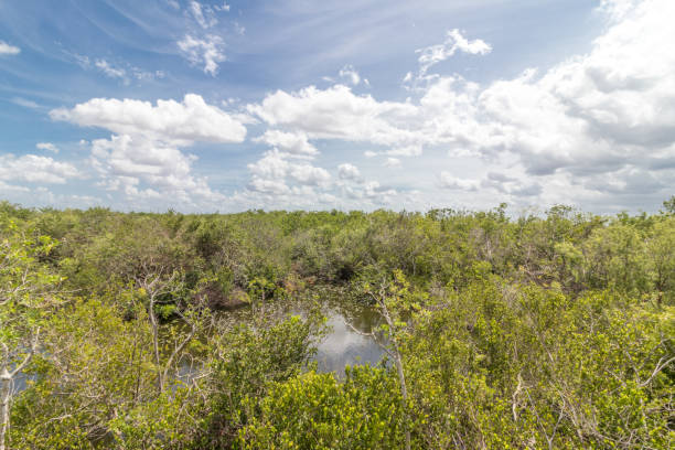 istock everglades national park 1179721688