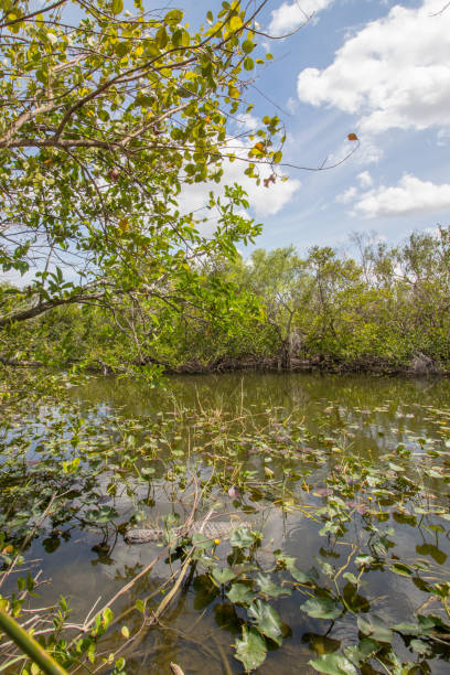 istock everglades national park 1179721727