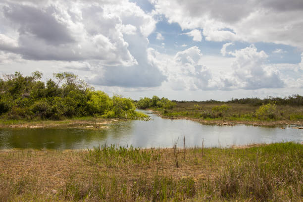 istock everglades national park 1179721753