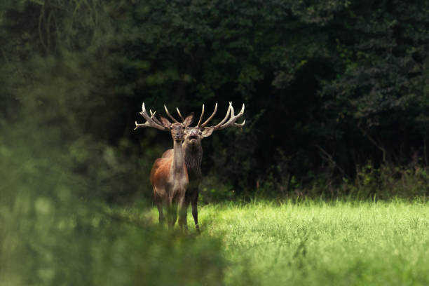 istock Red deer in rutting season 1179722280