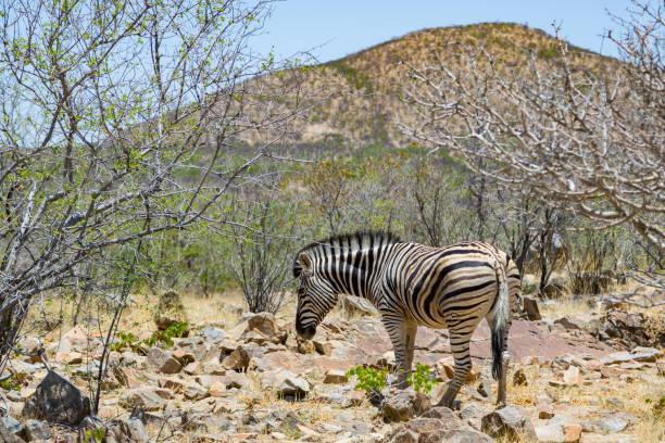 single zebra foraging in natural savanna habitat in Namibia