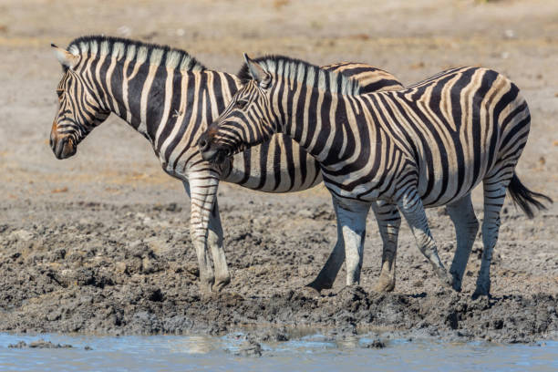 istock two zebras standing in mud at water hole 1179722970