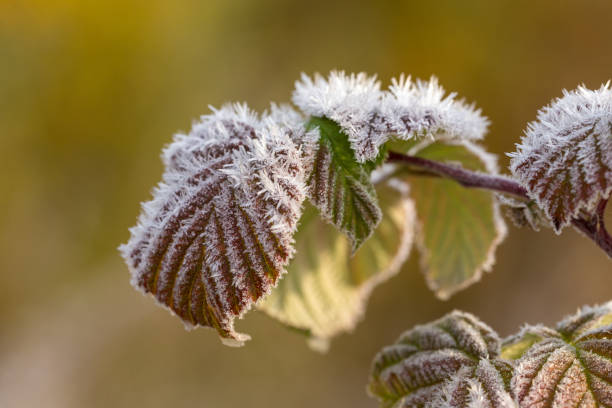 autumn raspberry branch with hoarfrost stock photo