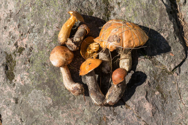 istock collected edible mushrooms 1179723181