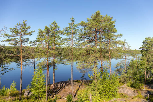 istock landscape on a forest lake 1179723201