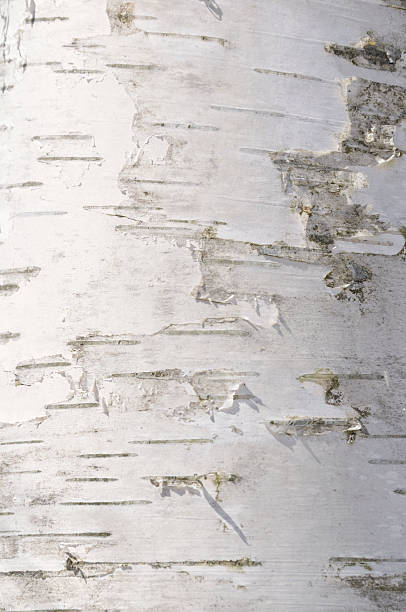 istock Close up of peeling birch bark 117972505