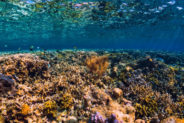 istock Underwater scene with corals and tropical fish in tropical ocean. 1179726896