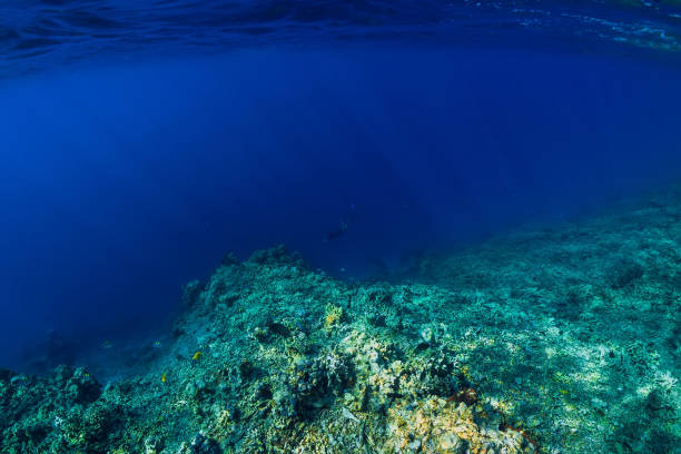istock Underwater scene with corals in tropical blue ocean. 1179726897