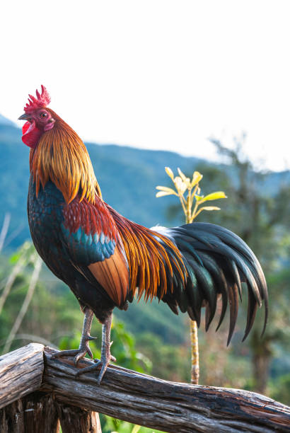 istock Rooster crows in morning time 1179727815