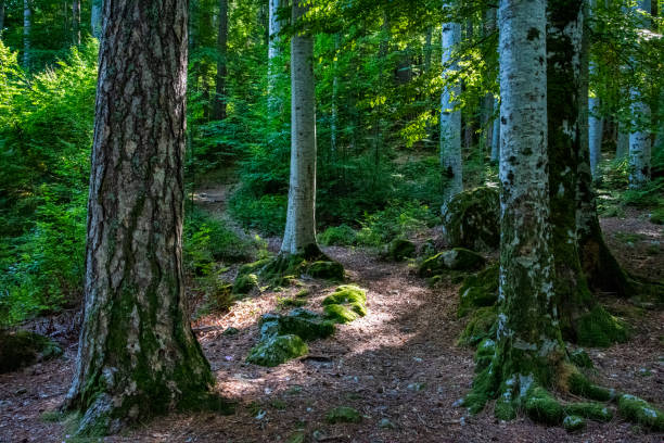istock Corsican forest in autumn 1179727851
