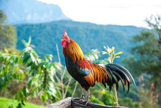 istock Rooster crows in morning time 1179728398