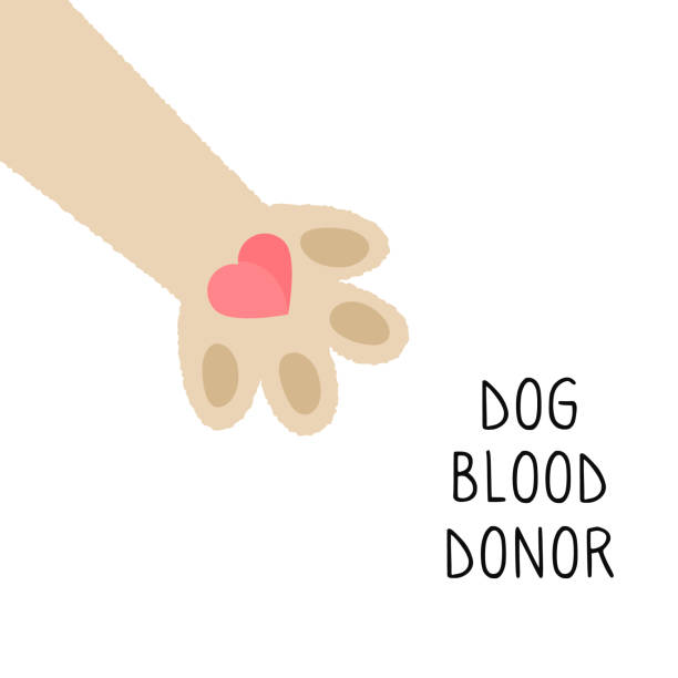 ilustrações, clipart, desenhos animados e ícones de conceito do doador do cão. doação de sangue. poster veterinário com pata e texto dos cães. ajuda do animal de estimação - blood bank