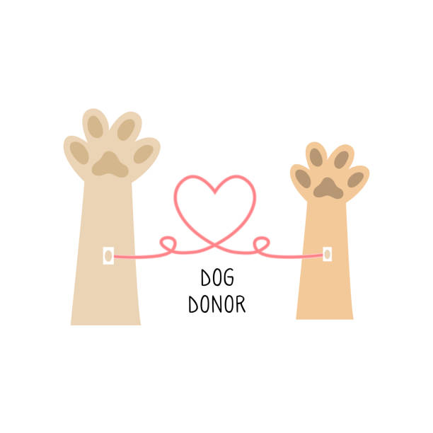 ilustrações de stock, clip art, desenhos animados e ícones de dog donor concept. blood donation. veterinarian background. pet help - blood bank