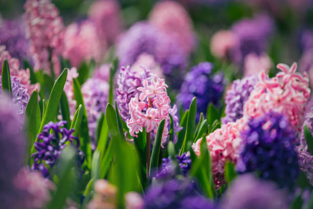 istock Large flower bed with multi-colored hyacinths, traditional easter flowers, flower background, easter background 1179728587