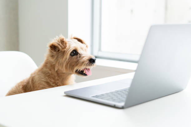 Norfolk Terrier dog woking with laptop at office stock photo