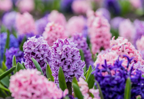 istock Large flower bed with multi-colored hyacinths, traditional easter flowers, flower background, easter background 1179728656