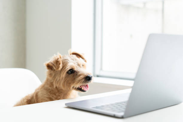 istock Norfolk Terrier dog woking with laptop at office 1179728663