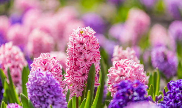istock Large flower bed with multi-colored hyacinths, traditional easter flowers, flower background, easter background 1179728817