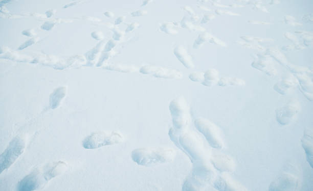 istock Footprints in the snow field 1179729832