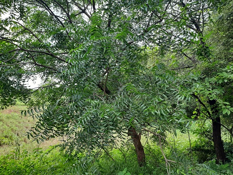 This is a beautiful natural scene of neem tree ,in the village of Ambegaon maharashtra india