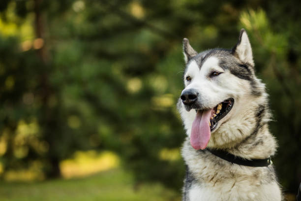 istock Portrait Alaskan malamute 1179730075