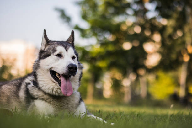 istock Dog breed Alaskan malamute 1179730078