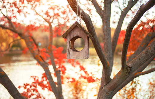 Autumn photo with orange and red leaves. Bird feeder. Nice pond.