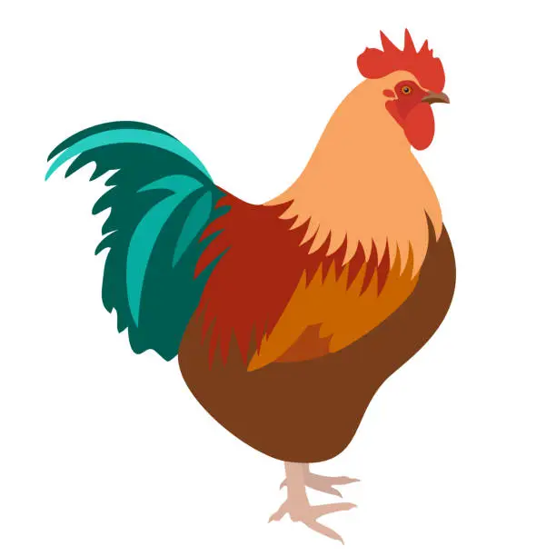 Vector illustration of Rooster isolated on white background
