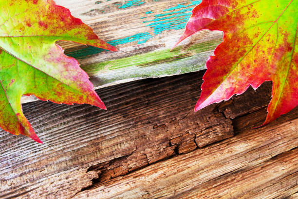 yellow autumn leaf on aged wood with metal screws