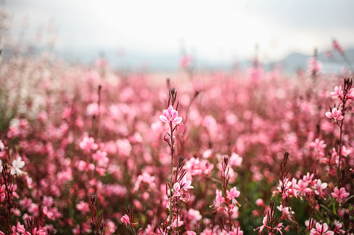 Beautiful Gaura Flowers Blooming in Yangju Nari Park in Korea
