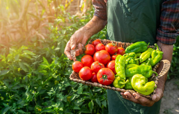 istock Mature farmer carrying vegetables in basket 1179733759