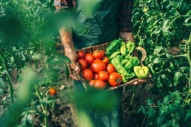 Mature farmer carrying vegetables in basket stock photo