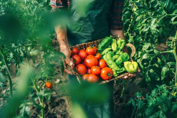 Photo of Mature farmer carrying vegetables in basket