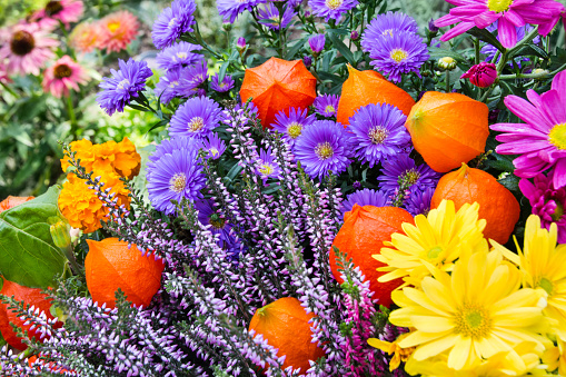 A colourful flowerbed in a garden, including begonias, marigolds, ‘dusty miller’, coleus and dahlias.