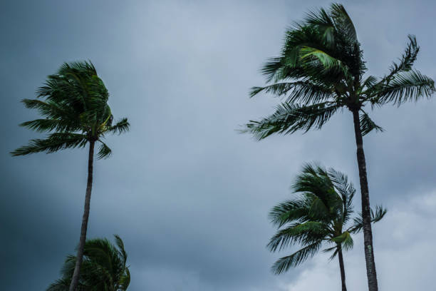 istock Coconut palm tree blowing in the winds before a power storm or hurricane 1179733965