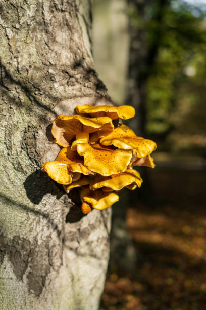 istock Yellow mushroom grows on the tree, looks like hub 1179735845