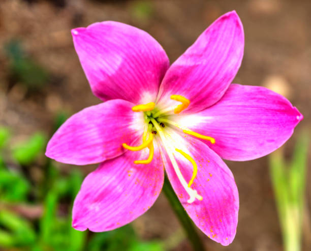 istock Beautiful view with blooming flower in the garden 1179736037