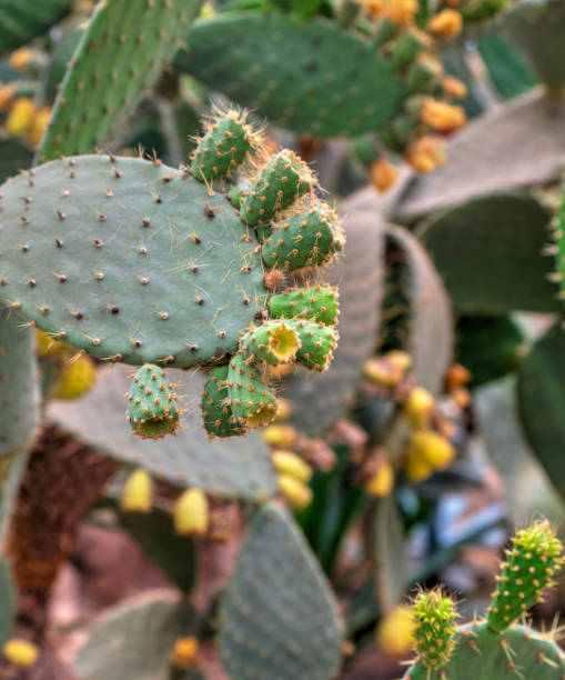istock Beautiful view with cactus plants in the garden 1179736799