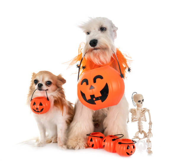 istock white miniature schnauzer and chihuahua 1179737338
